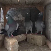 کبوتر سبز