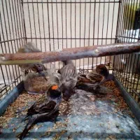 سهره|پرنده|مهاجران, |دیوار