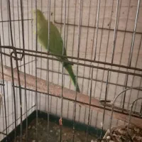 طوطی ماده|پرنده|شوش, |دیوار