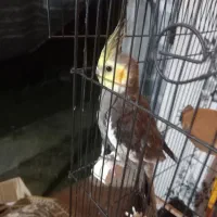 عروس هلندی|پرنده|کوچصفهان, |دیوار