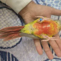 گرینچیک آناناسی دبل رد|پرنده|مشهد, تربیت (صدف)|دیوار