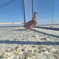 کفتر جوجه زرد کرمانی درجه یک|پرنده|تربت‌حیدریه, مسجد جامع|دیوار