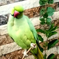 طوطی ملنگو نر|پرنده|خمینی‌شهر, |دیوار
