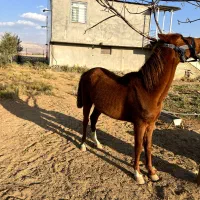 فروش اسب مادیون|اسب و تجهیزات اسب‌سواری|کوهدشت, |دیوار