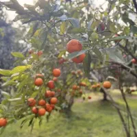 فروش-باغ-پرتقال-با-سند-شش-دانگ-تک-برگ