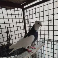 کود کفتر