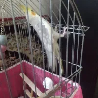 عروس هلندی نر دستی|پرنده|فولادشهر, B7|دیوار