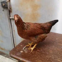 مرغ و خروس خانه گی|حیوانات مزرعه|مشهد, انصار|دیوار