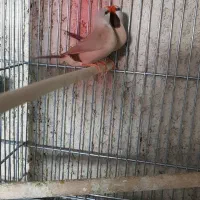 انواع فنچ|پرنده|برازجان, |دیوار