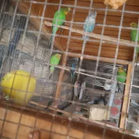 هفت عدد مرغ عشق ویک عدد فنج|پرنده|اصفهان, ناصرخسرو|دیوار