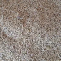جو محلی،خارجی