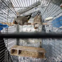 سهره دورگ و کرمونی|پرنده|شیراز, بازار|دیوار