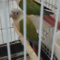 طوطی گرینچیک|پرنده|تاکستان, |دیوار