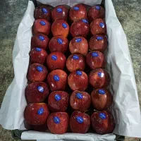 نیروی خانم اشنا با کار بسته بندی سیب در سبد