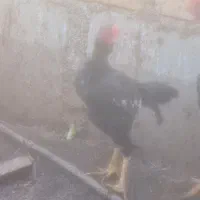 خروس لاری افغان