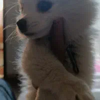 سگ پامرین سایر ریز|سگ|آزادشهر, |دیوار