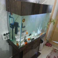 ماهی با اکواریوم