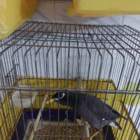 مرغ عشق با قفس|پرنده|تهران, اوقاف|دیوار