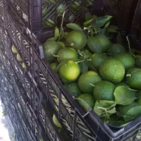 نارنج بهشهر