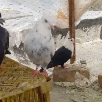 دو عدد کفتر