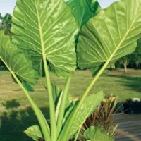 گل بابا آدم