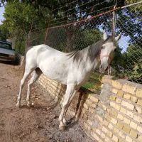دو عدد مادیان بهمراه کره مادیان
