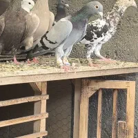 کبود ماده ،جوجه زرد هفترنگ|پرنده|قزوین, |دیوار