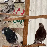 کفتر پرشی|پرنده|تهران, بریانک|دیوار