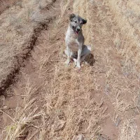 واگذاری توله سگ جوان|سگ|سردرود, |دیوار