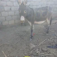 الاغ|حیوانات مزرعه|اصفهان, کشاورزی|دیوار