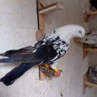 کلاغ سیاه۱۵۰۰