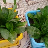 گل طبیعی|گل و گیاه طبیعی|فسا, |دیوار