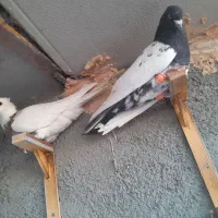 کله دم سیاه ن و طوقی ماده