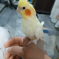 عروس هلندی ماده