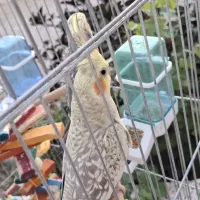 عروس هلندی نر و ماده دستی