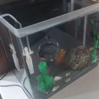 اکواریوم|ماهی|فردیس, فرامرزیه|دیوار