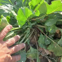 فروش چغندر ولایتی مخصوص دام|لوازم جانبی حیوانات|زاوه, |دیوار