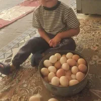 تخم مرغ نطفه دارمحلی|حیوانات مزرعه|چغادک, |دیوار