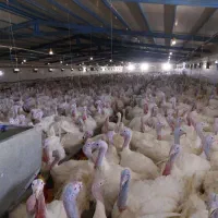 جوجه بوقلمون بیوتی/یک روزه/یکماهه/صنعتی/گوشتی