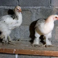 نیمچه خروس امپراطور پاپر|حیوانات مزرعه|قائمشهر, |دیوار