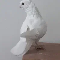 ماده شامی (نوک ریز) سینه فر معاوضه اصفهانی|پرنده|اصفهان, محله سفلی|دیوار