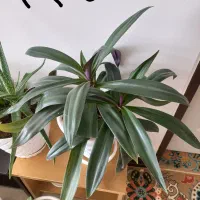 کیف نیه گل|کیف، کفش، کمربند|سنندج, |دیوار