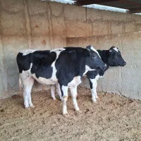 گوساله نر|حیوانات مزرعه|شیراز, سلطان آباد|دیوار