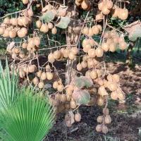 کیوی هایوارد|عمده‌فروشی|چابکسر, |دیوار