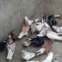 کفتر کبوتر پرشی|پرنده|بندرعباس, |دیوار