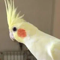 عروس هلندی|پرنده|زنجان, |دیوار