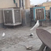فروش کفتر فوری