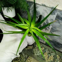 گلدان الوورامادر|گل و گیاه طبیعی|مشهد, شیرودی|دیوار