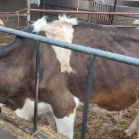 گاو مونت|حیوانات مزرعه|گرگان, |دیوار