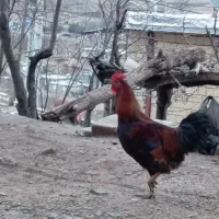 خروس. معاوضه با. مرغ کرچ